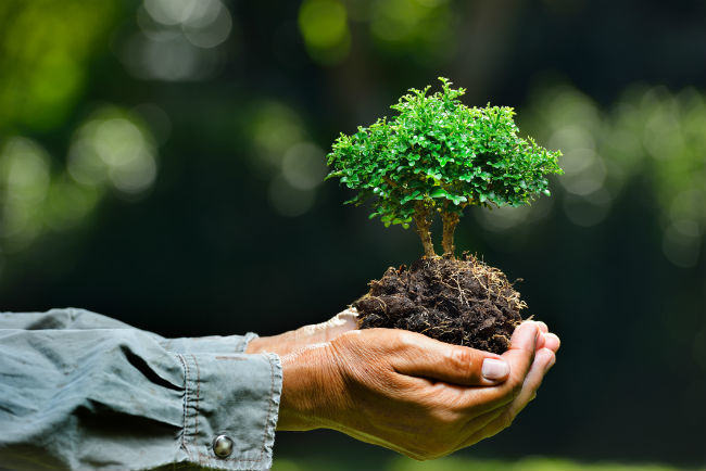 Brasil: Dia da Ecologia