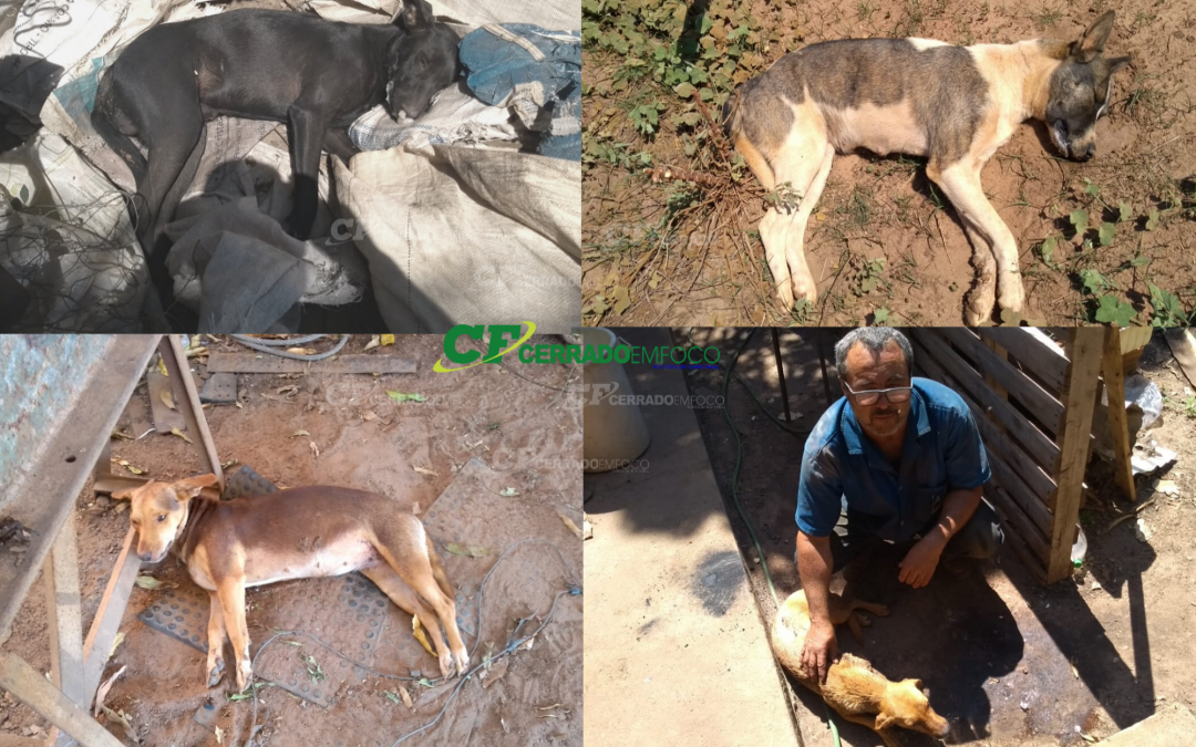 LEM: Quatro cachorros são envenenados e três morrem no Novo Paraná