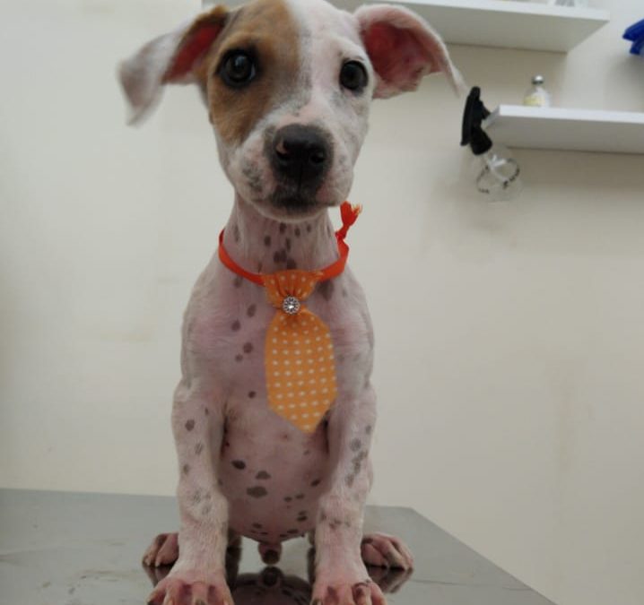 LEM: Filhote de cachorro desaparece no bairro Jardim Paraíso.